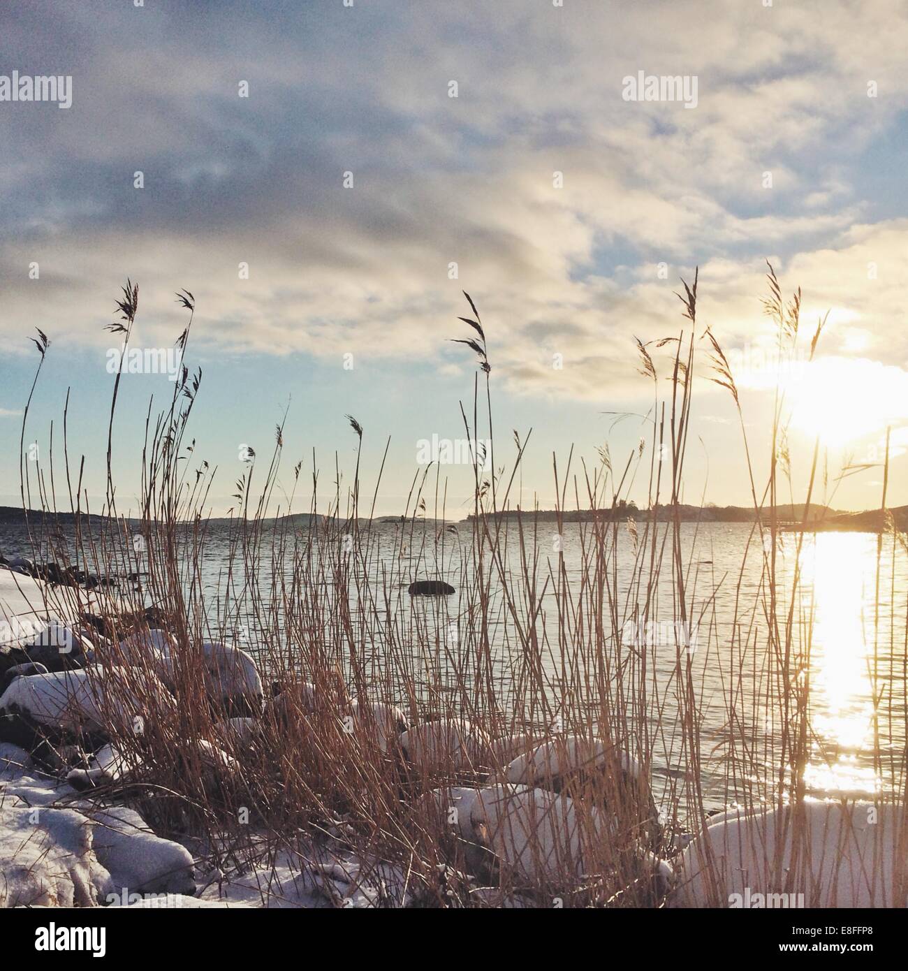 Wild grass by seashore Stock Photo