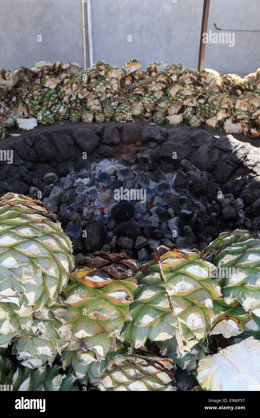 Coal fire surrounded by agaves Stock Photo