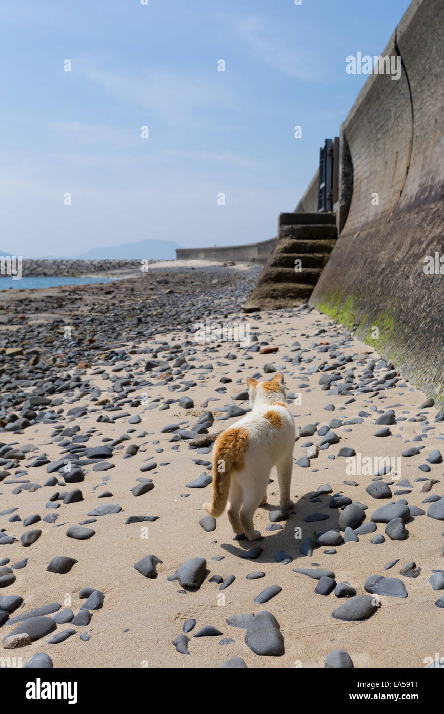 Stray Cat Stock Photo