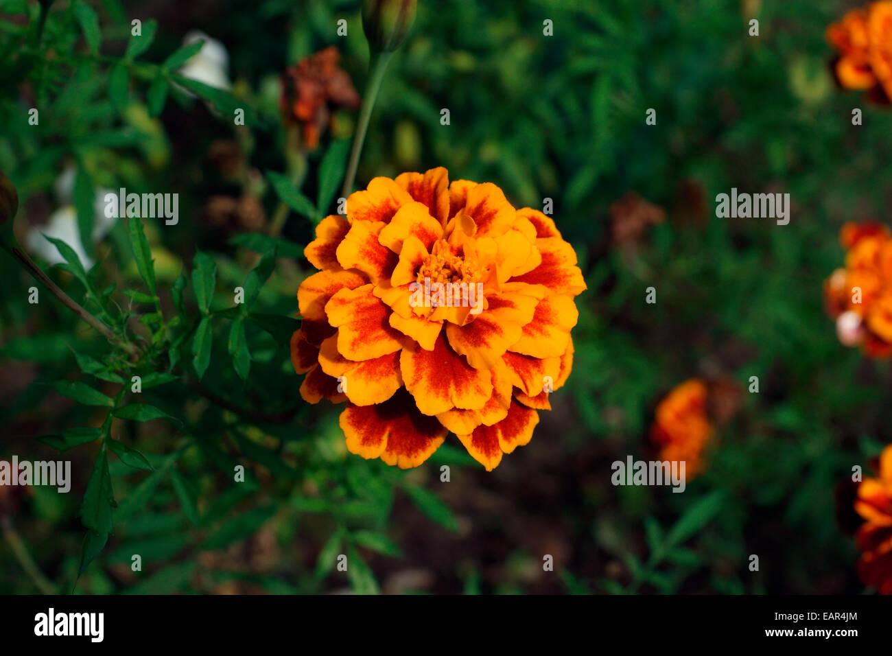 MARIGOLD Stock Photo