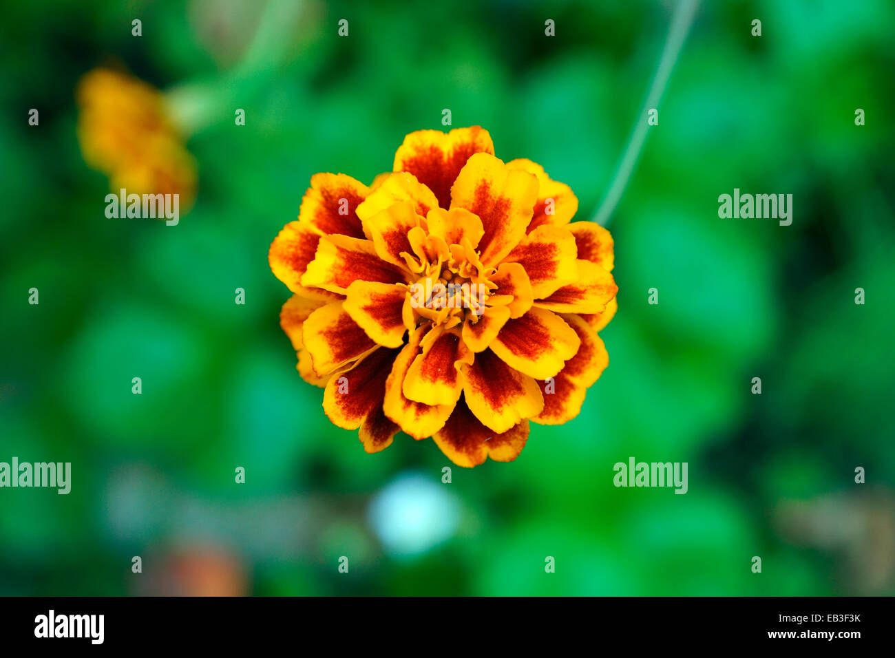 MARIGOLD Stock Photo