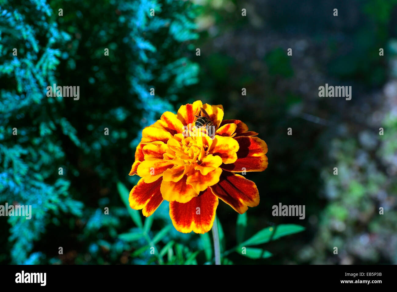 MARIGOLD Stock Photo