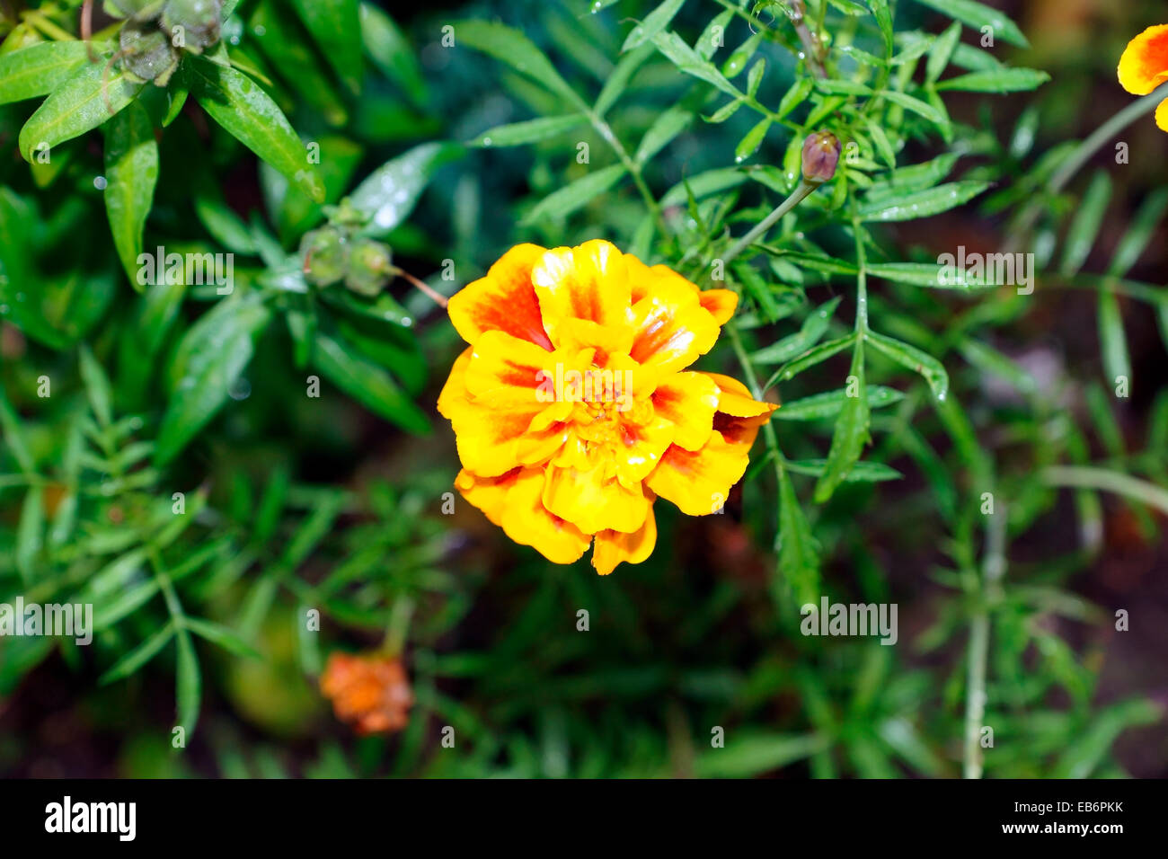 MARIGOLD Stock Photo