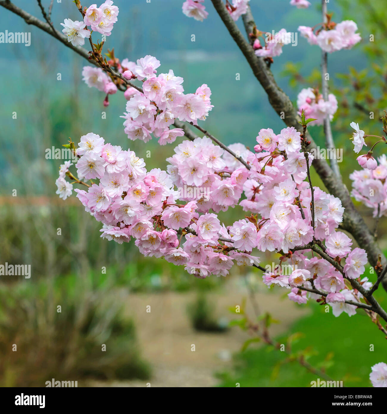 Autumn Cherry, Winter Flowering Cherry (Prunus subhirtella 'Autumnalis', Prunus subhirtella Autumnalis), blooming branch, cultivar Autumnalis Stock Photo