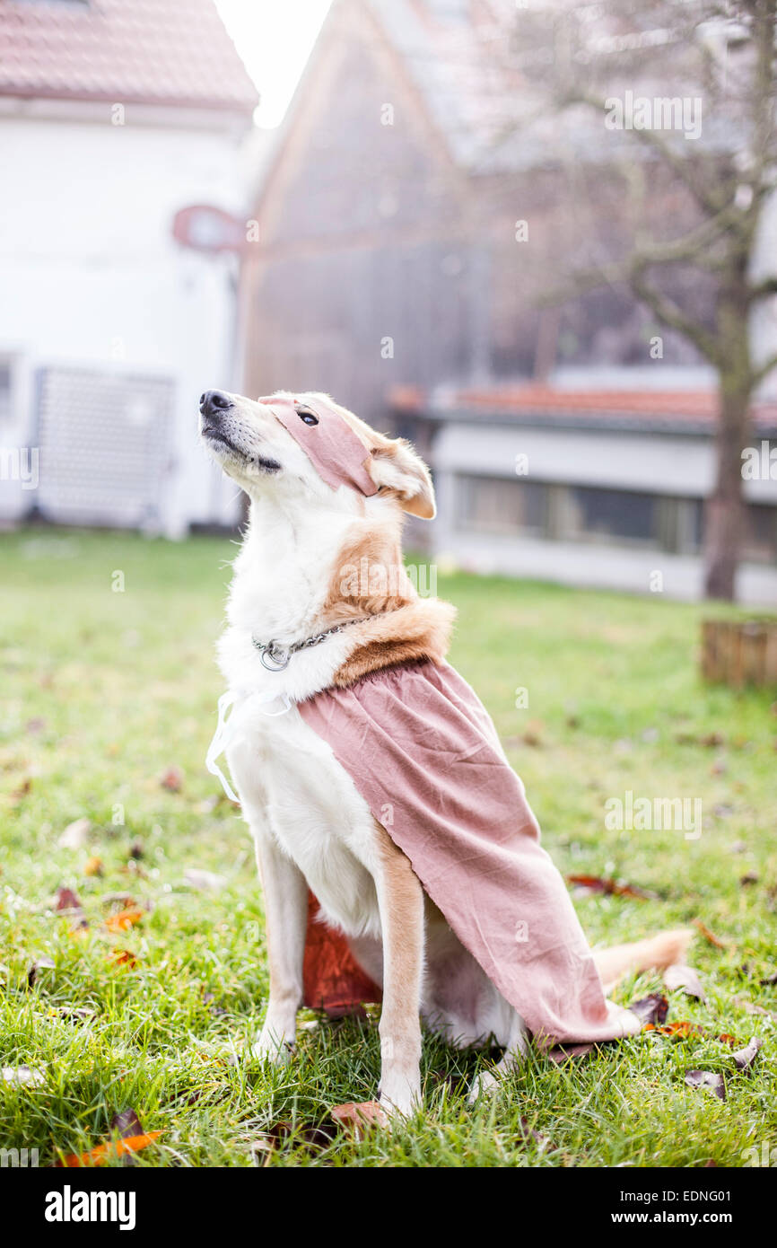 superhero dog Stock Photo