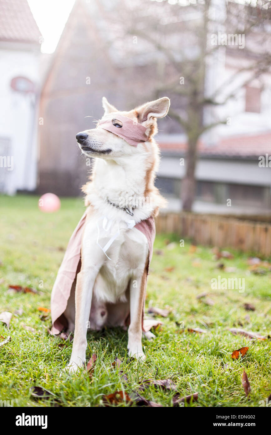 superhero dog Stock Photo