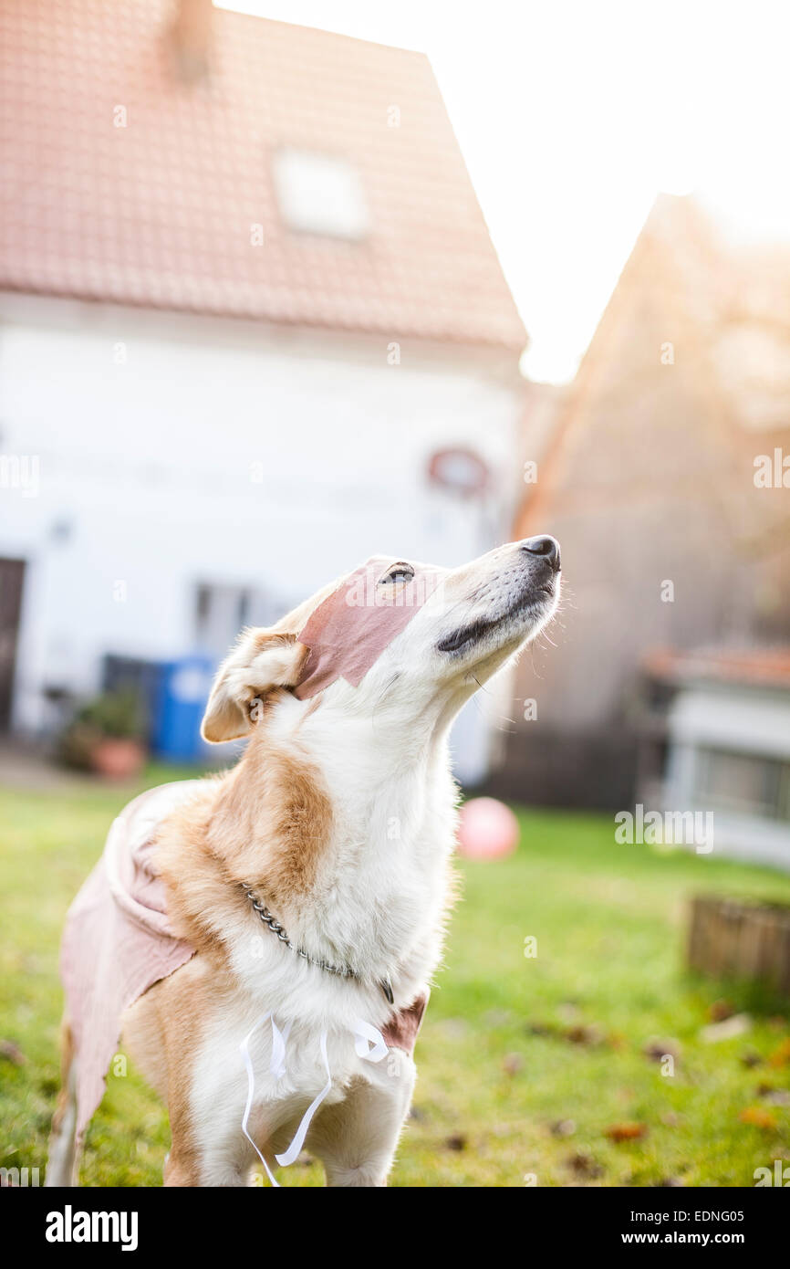 superhero dog Stock Photo