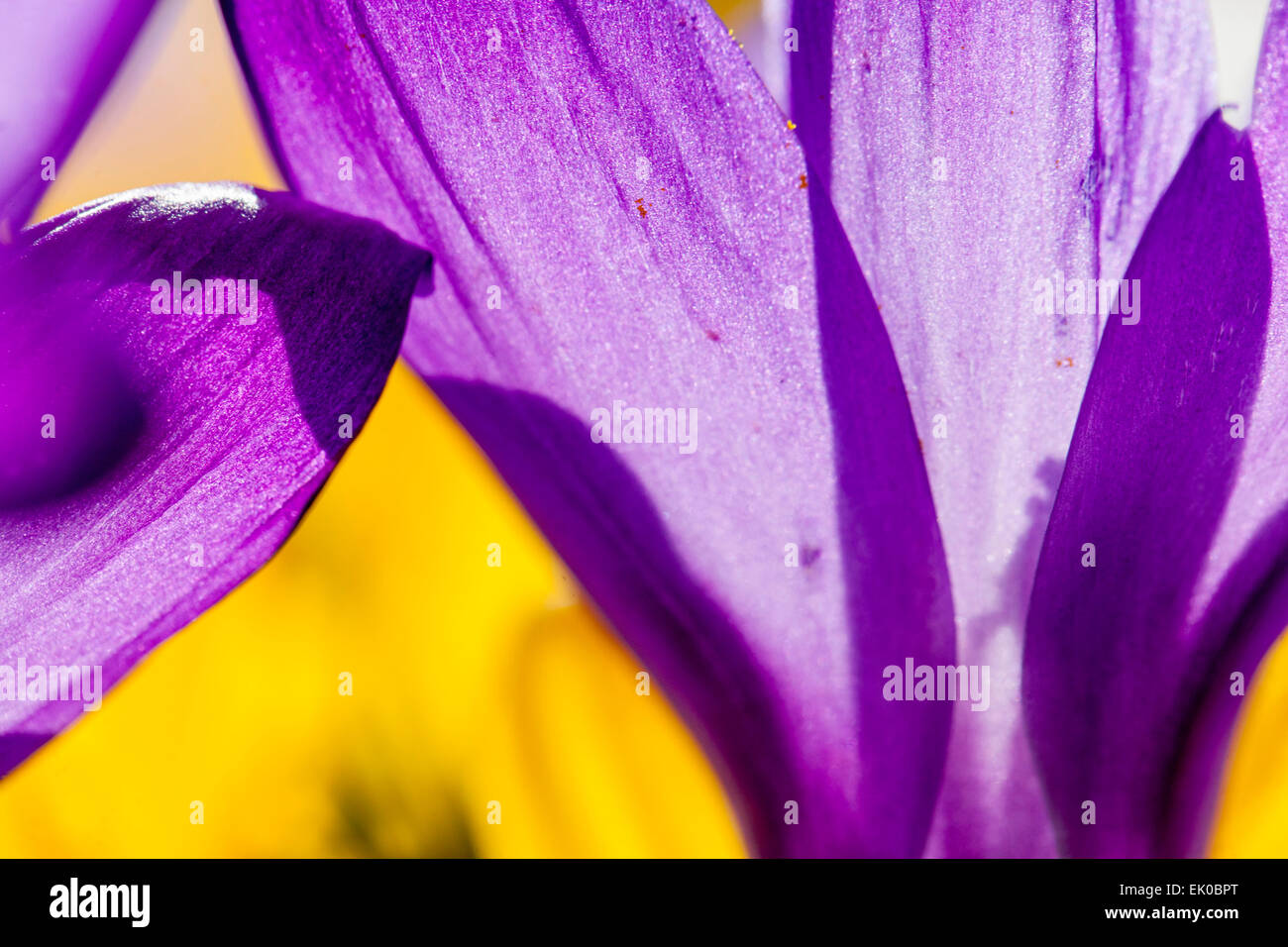 Close up abstract flower crocus purple Stock Photo