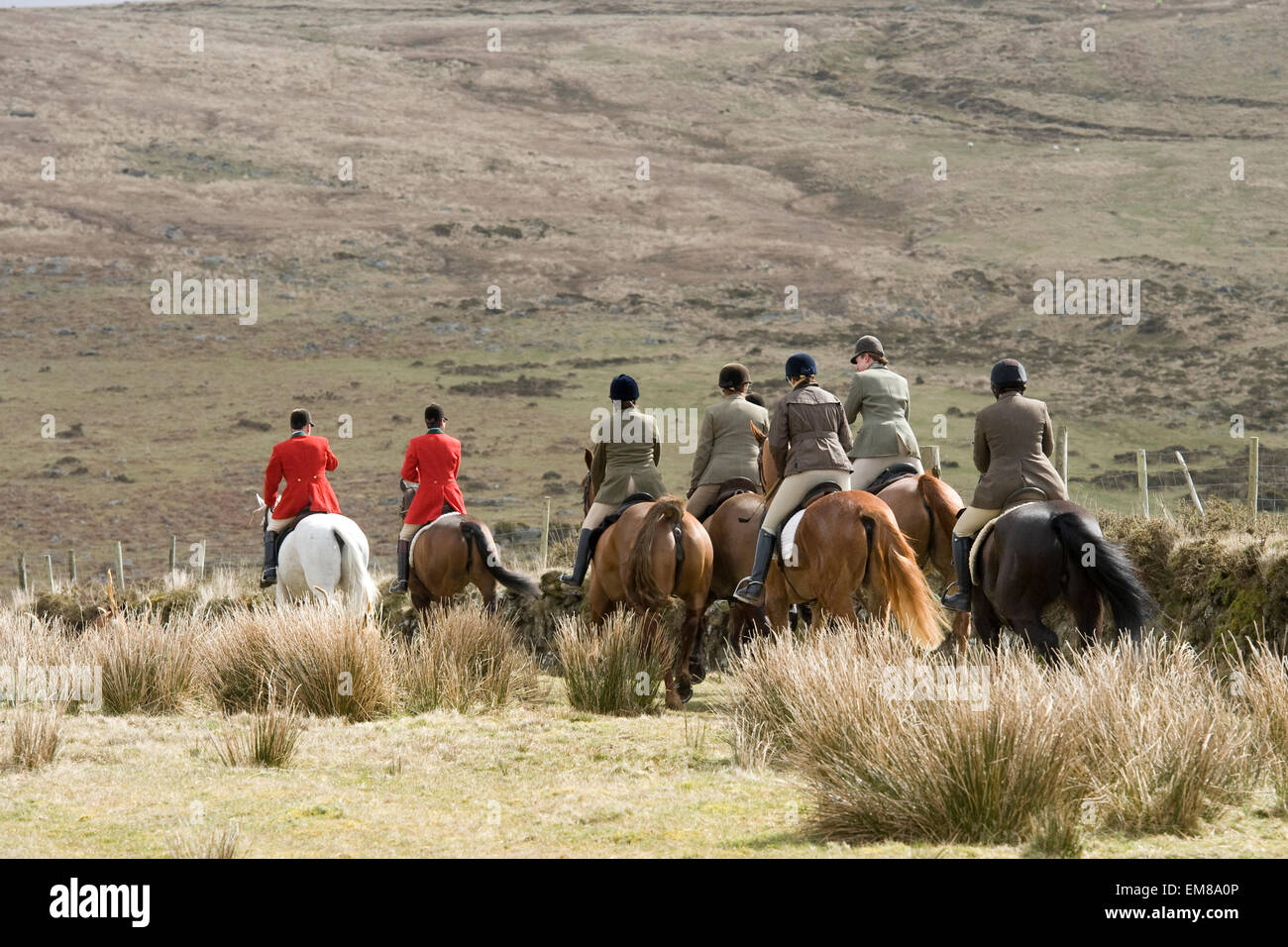 hunting on dartmoor, devon Stock Photo