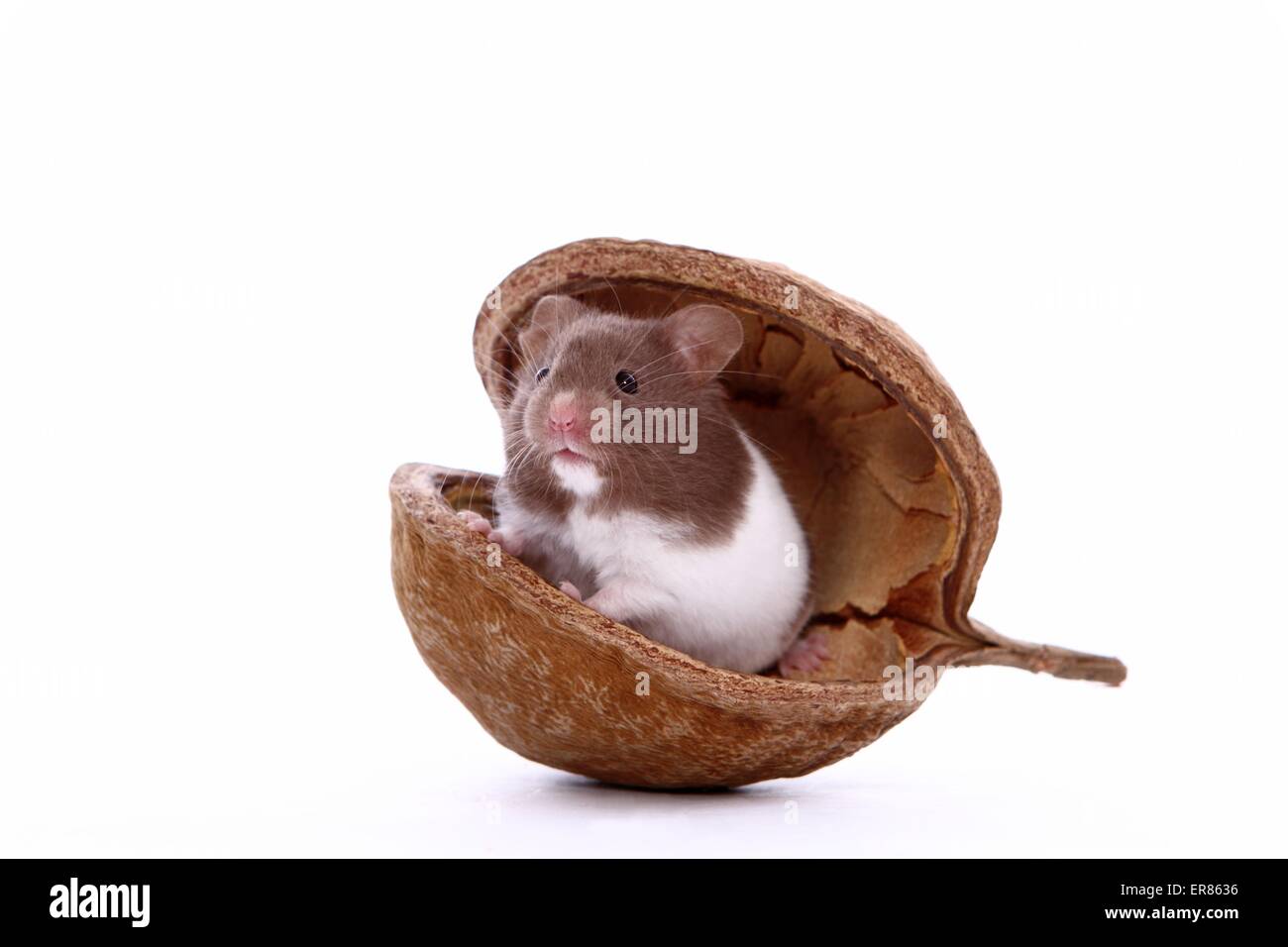 young golden hamster Stock Photo