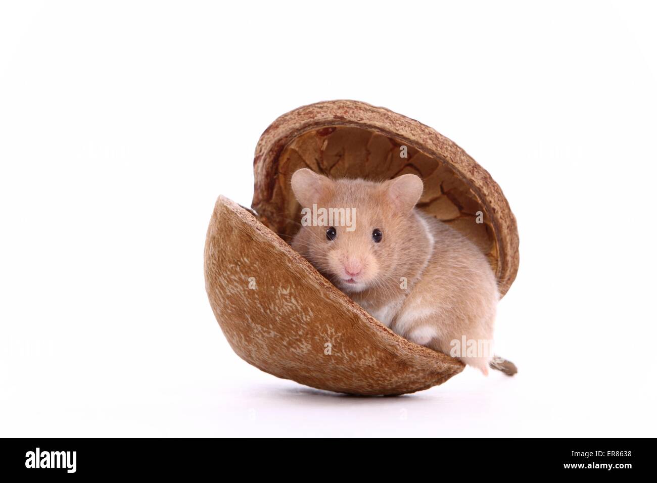 young golden hamster Stock Photo