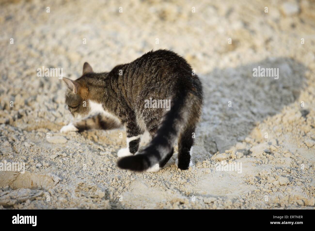 domestic cat Stock Photo