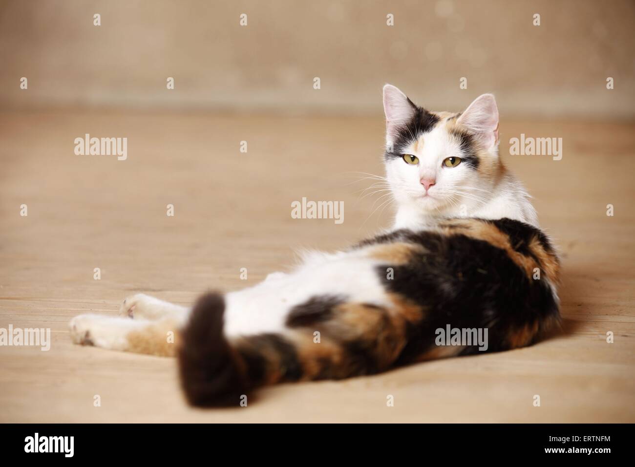 lying domestic cat Stock Photo