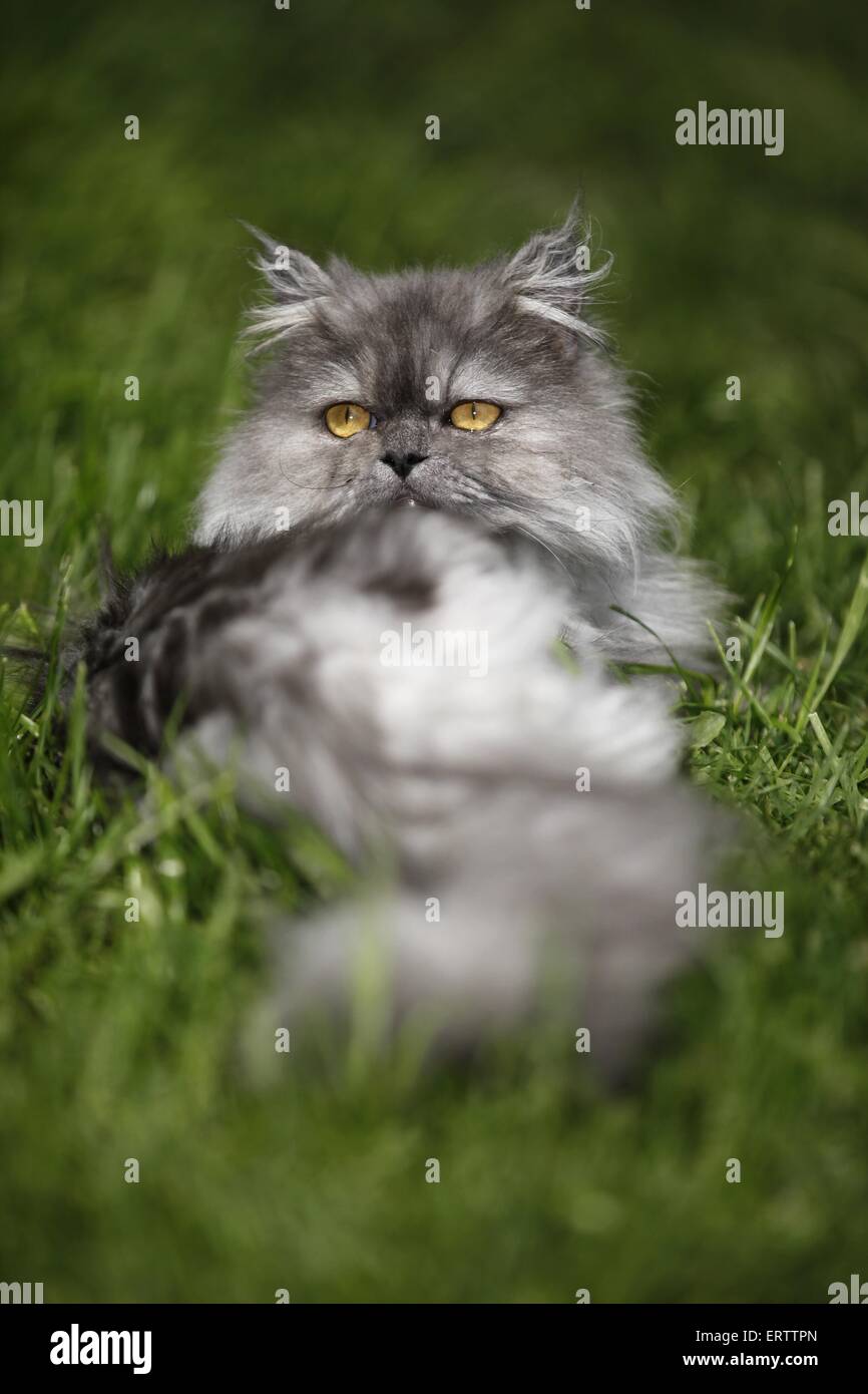 lying persian cat Stock Photo