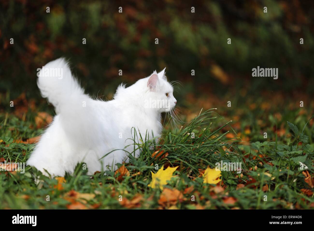 white Siberian Cat Stock Photo