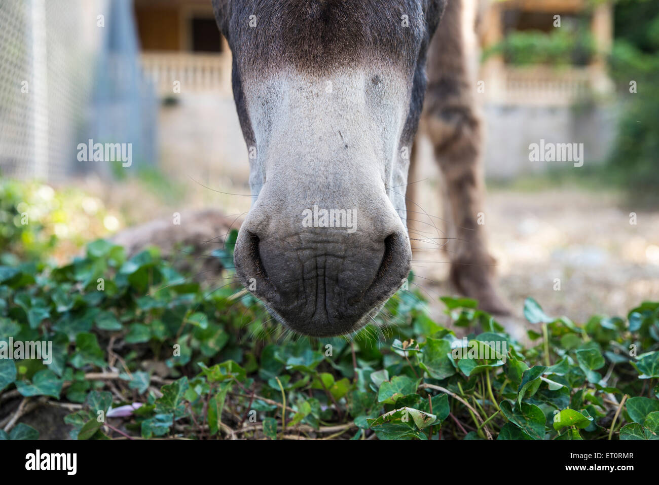 Close up snout of a donkey Stock Photo