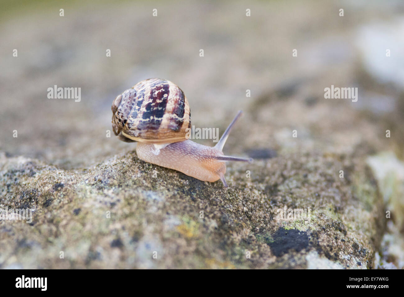 Snail on rock, United Kingdom Stock Photo