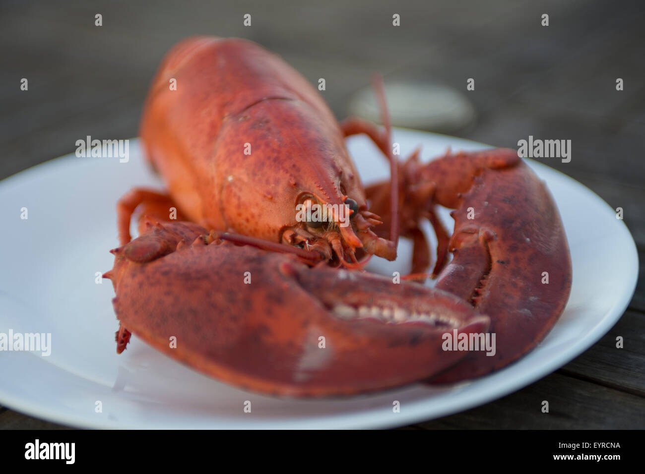 Boiled Maine Lobster Stock Photo