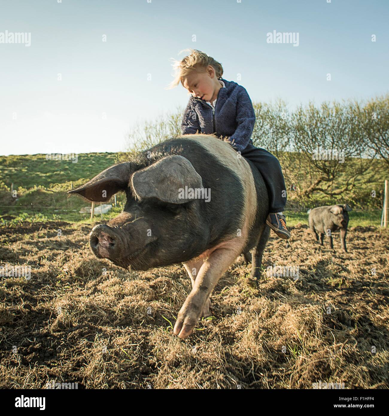 Young boy riding large pig Stock Photo