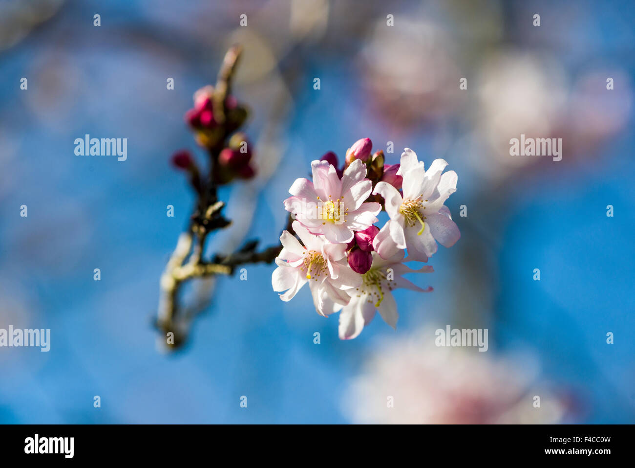 The flowers of a Higan Cherry (lat. Prunus subhirtella Autumnalis Rosea) are blooming Stock Photo