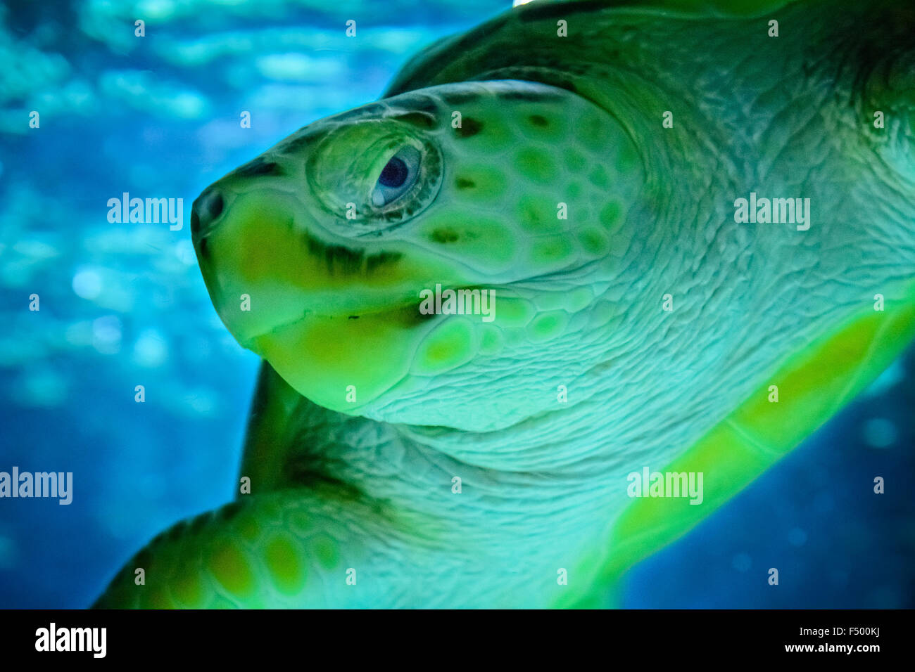 Sea turtle swimming, close up Stock Photo