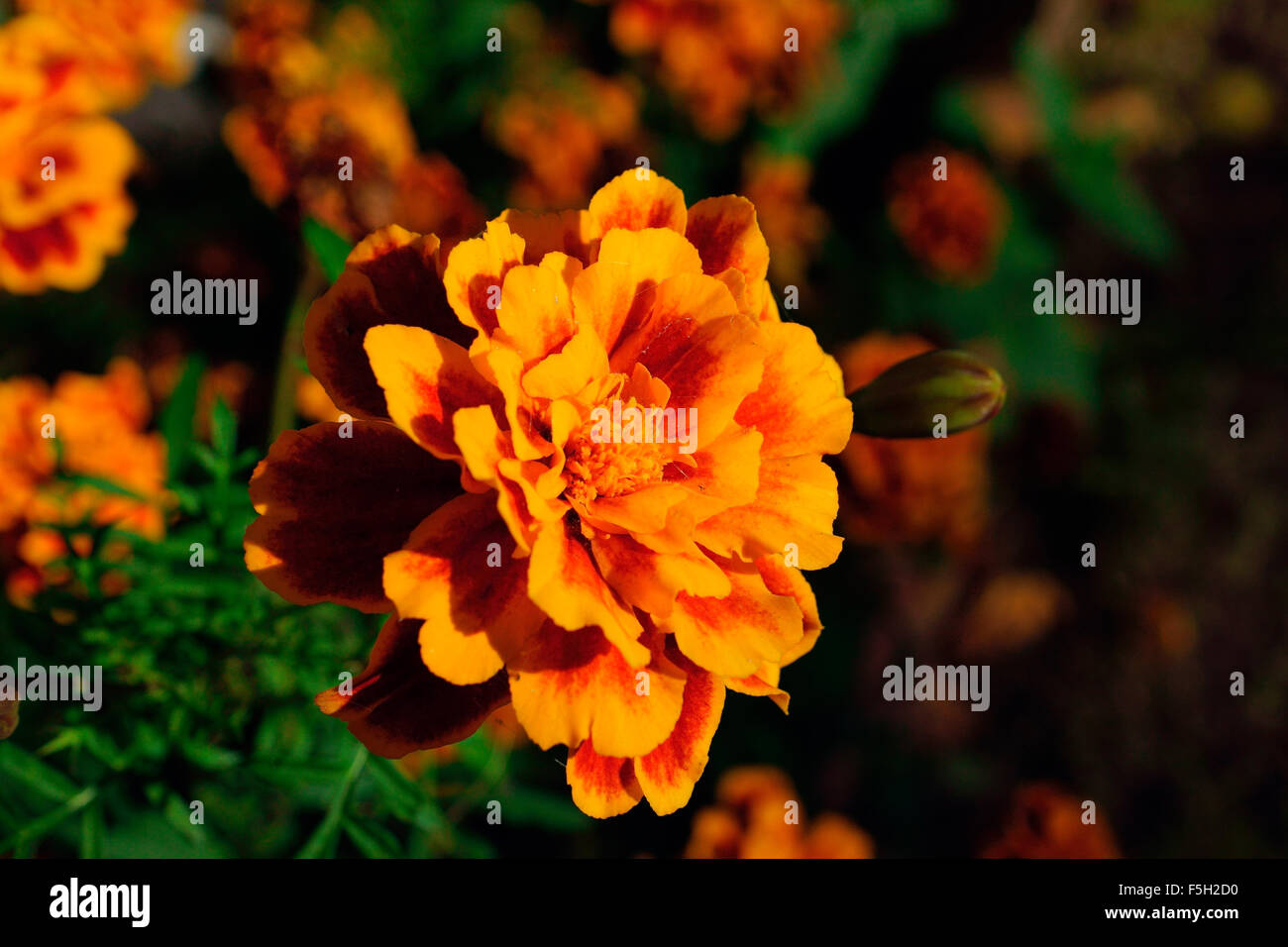 MARIGOLD IN THE SUNSET Stock Photo