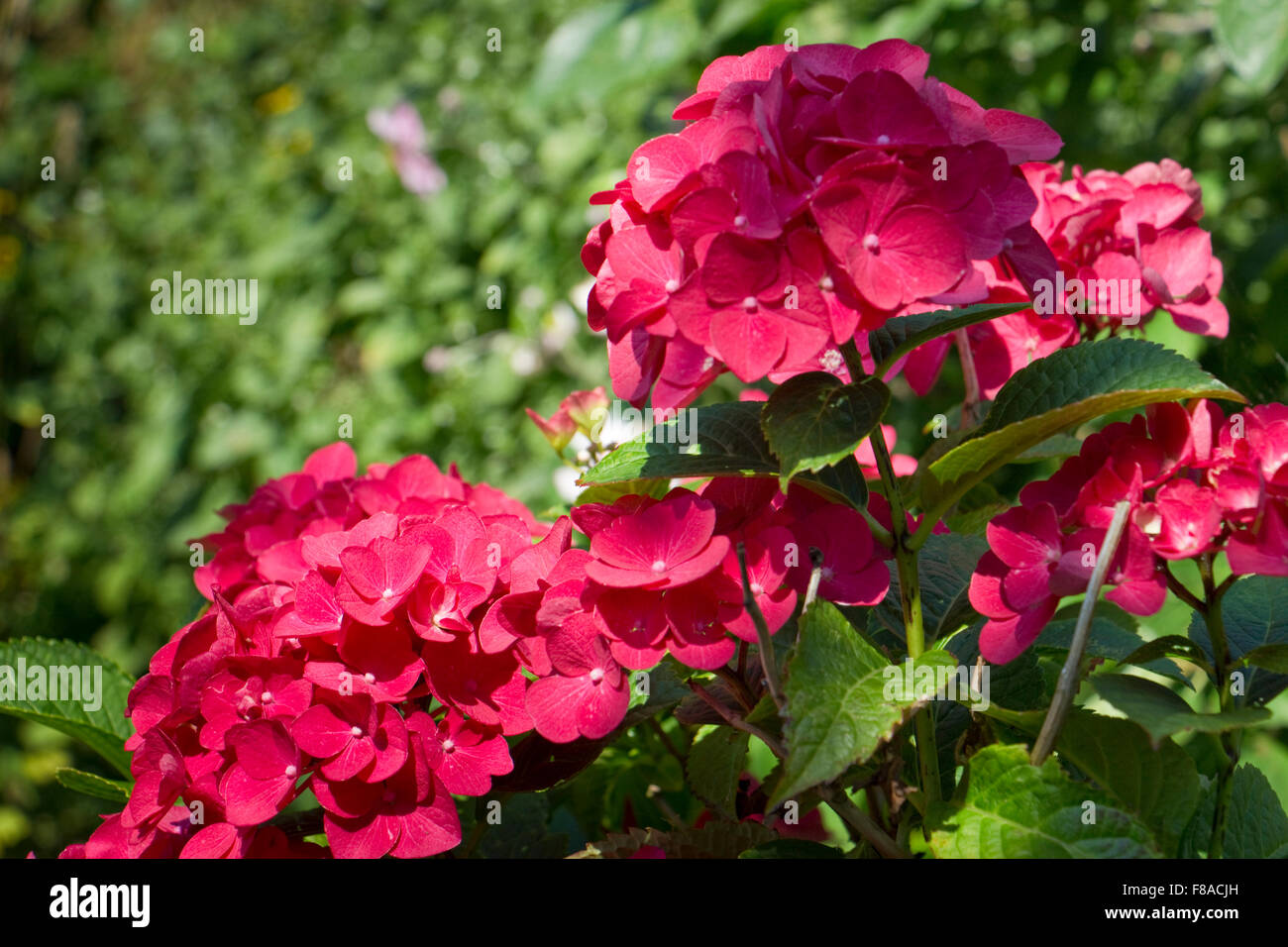 Hydrangea Macro. Dark Angel. Stock Photo