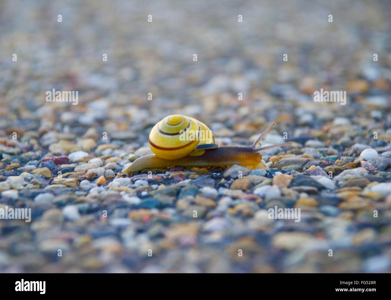 Yellow snail on rock pathway Stock Photo