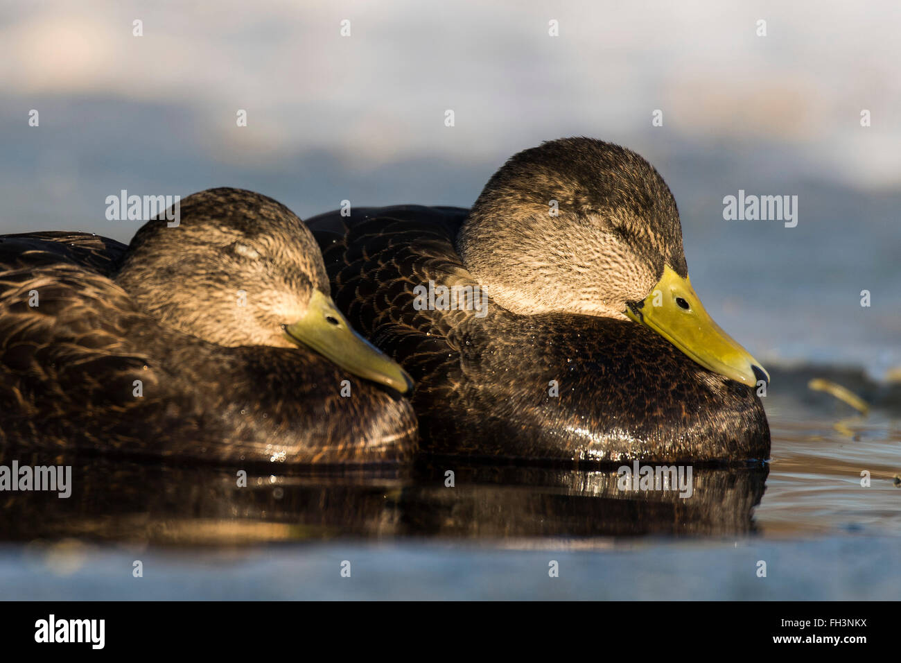 American Black Duck Stock Photo