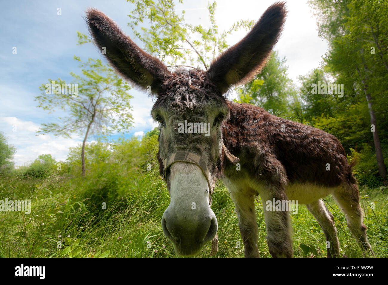 Donkey close-up on snout Stock Photo