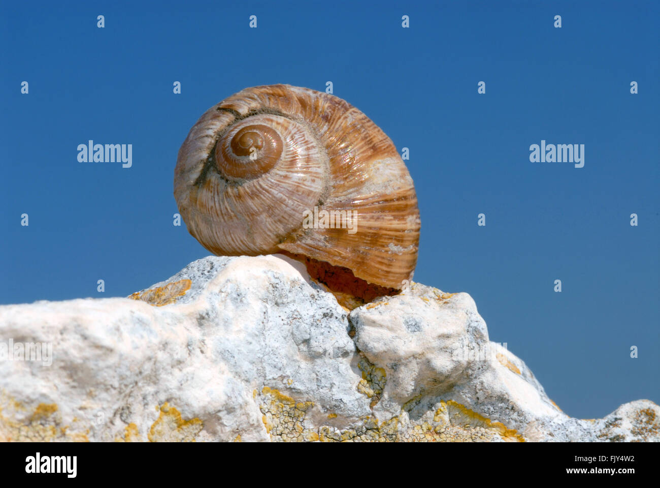 Snail on rock Stock Photo