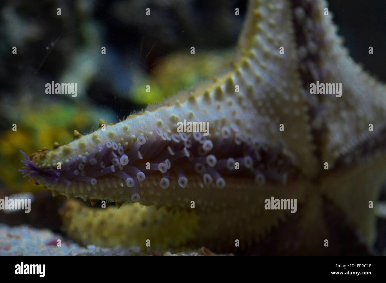 Starfish Stock Photo