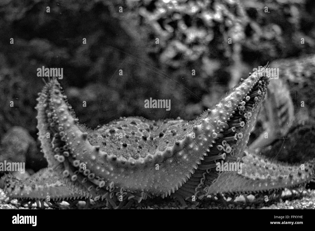 Starfish Stock Photo