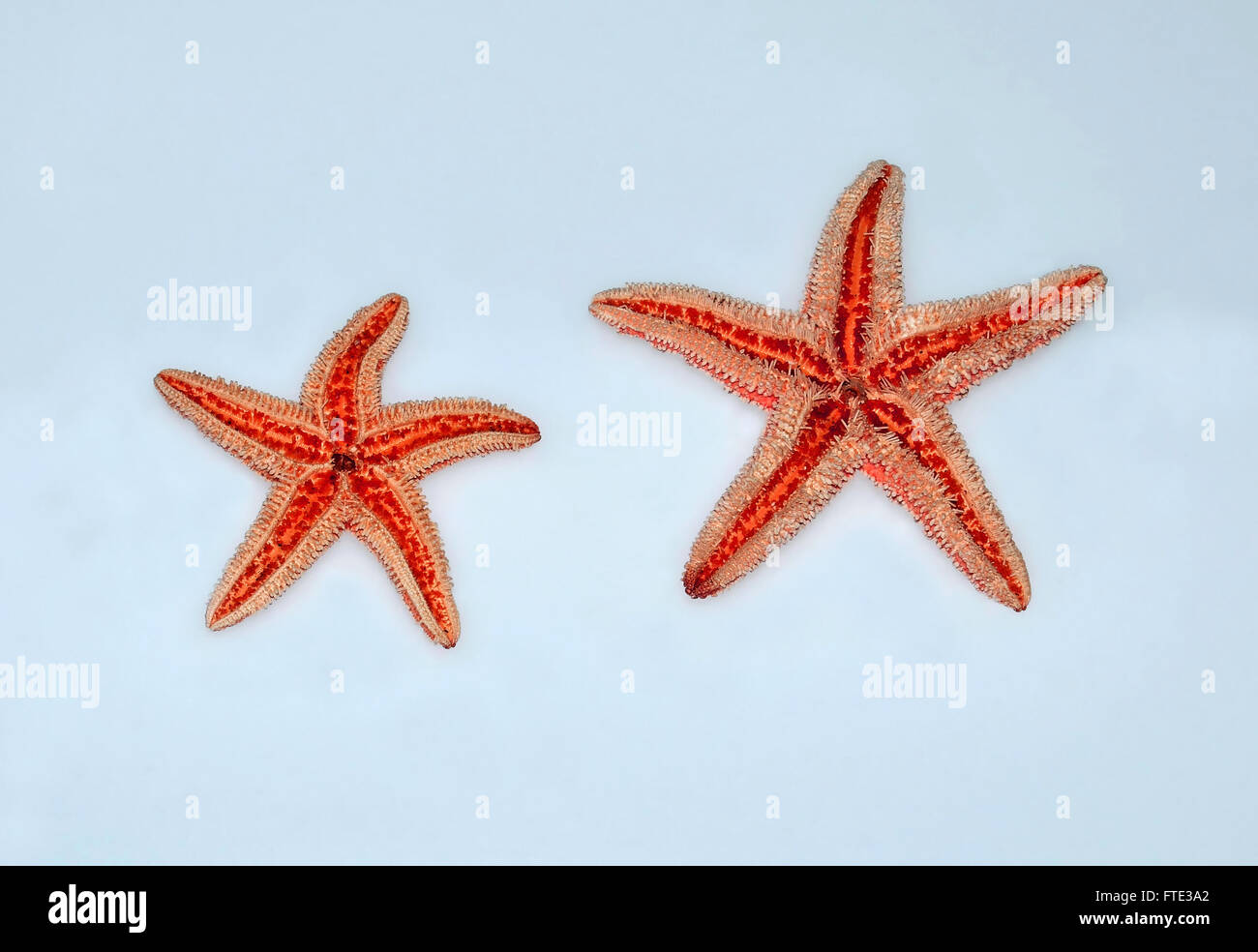 sea stars on blue background Stock Photo