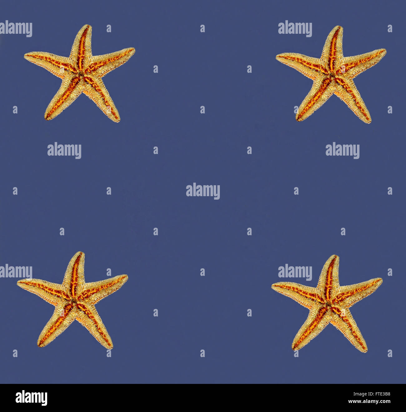 sea stars on blue background Stock Photo