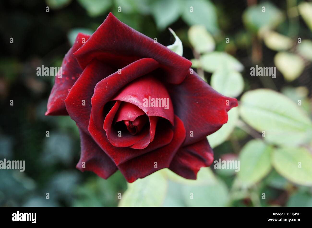 Dark red rose flower in bloom Stock Photo