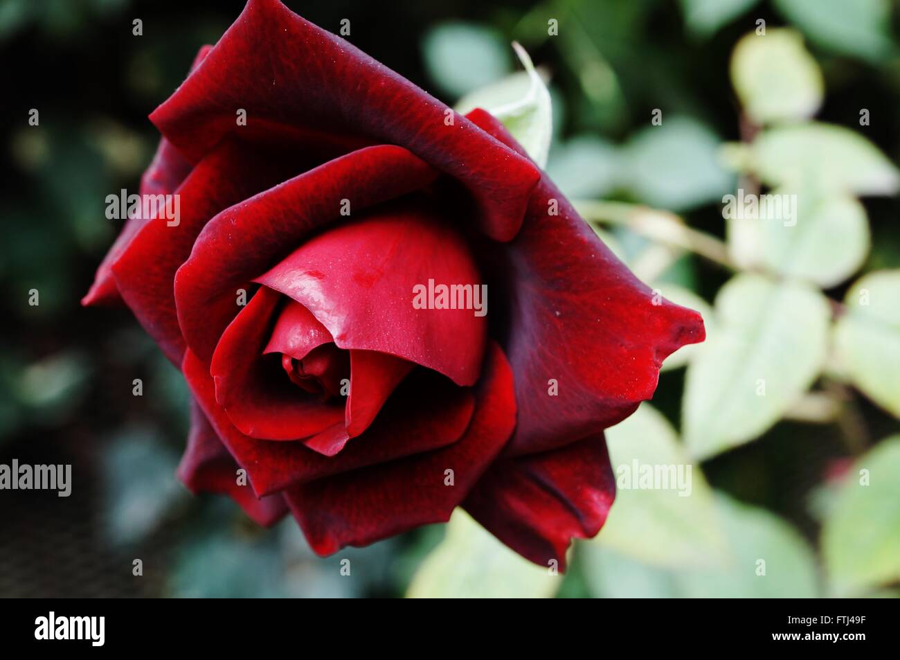 Dark red rose flower in bloom Stock Photo