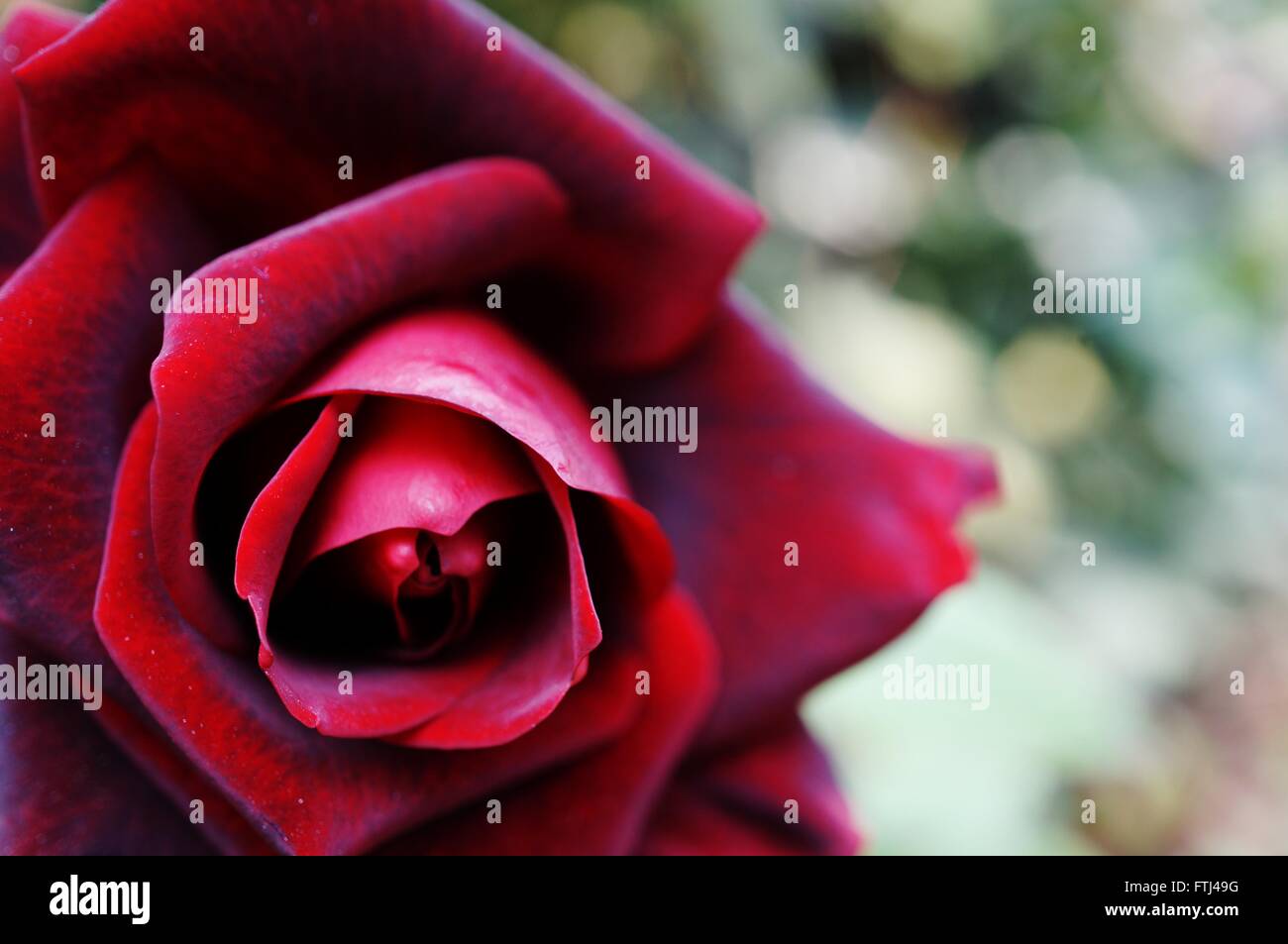 Dark red rose flower in bloom Stock Photo