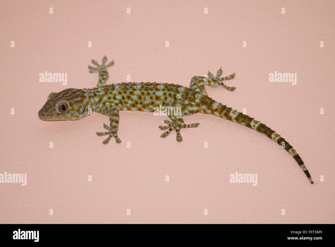 gecko on the wall Stock Photo