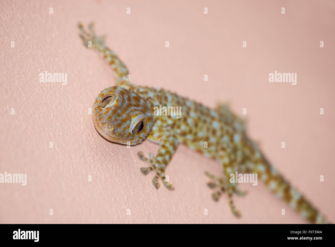 gecko on the wall Stock Photo