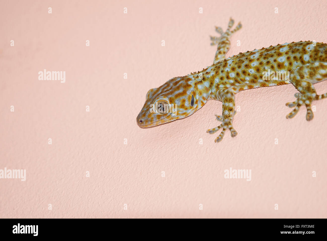 gecko on the wall Stock Photo