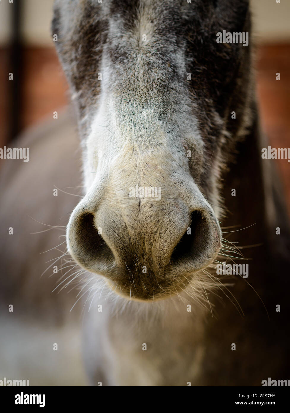 Close up of a donkey nose. Stock Photo