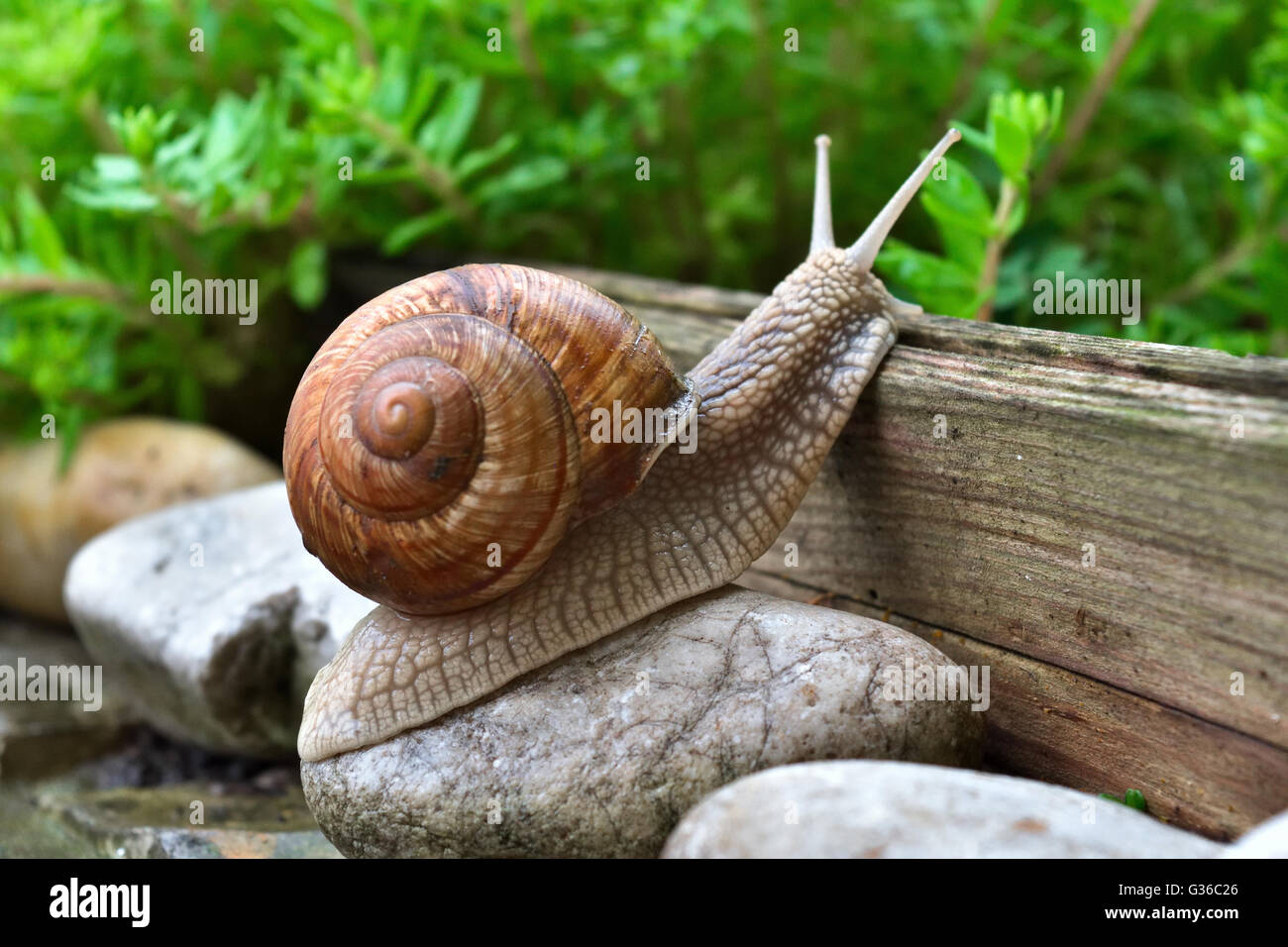 Garden snail passes obstacles Stock Photo