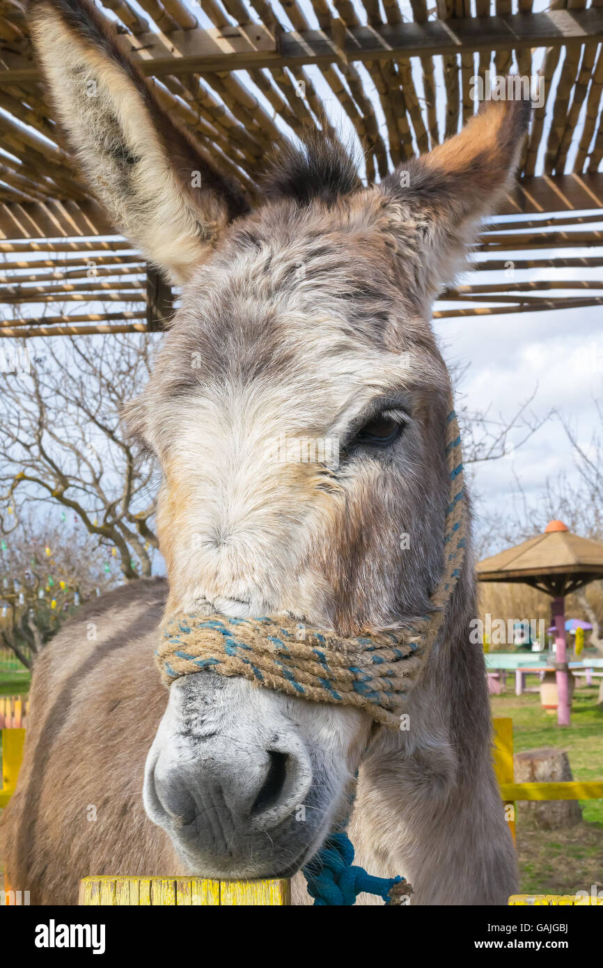 Close up of a donkey at a park Stock Photo