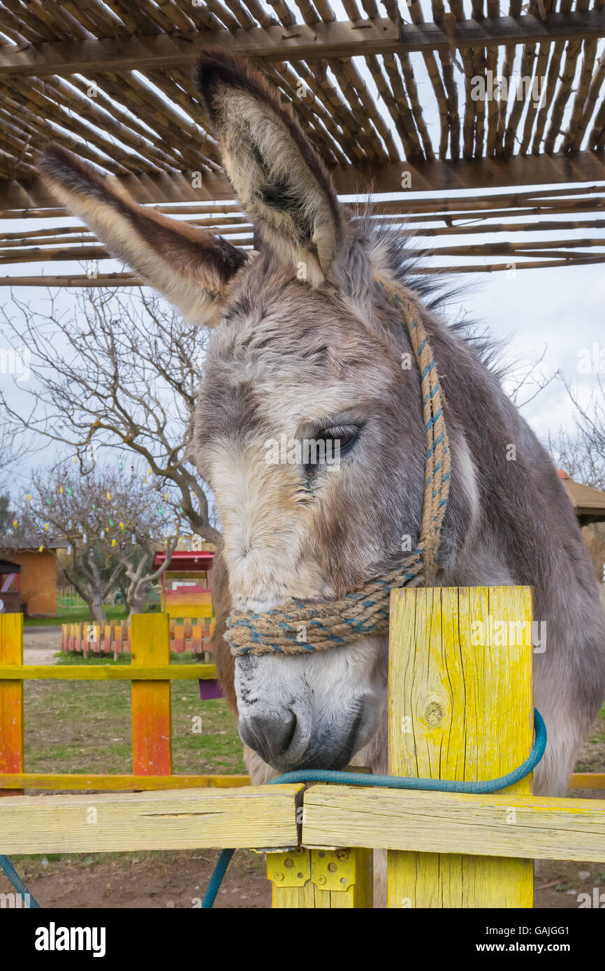 Close up of a cute donkey. Stock Photo