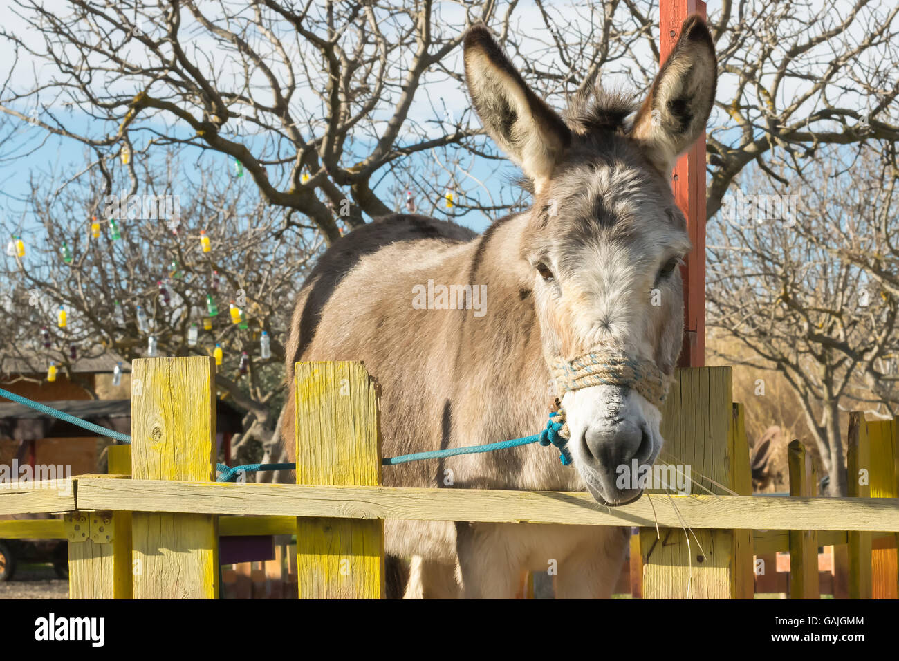 Cute donkey portrait at a park. Stock Photo