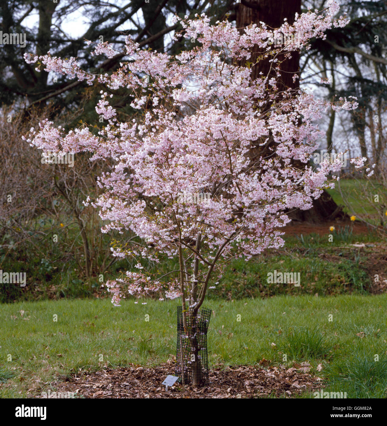 Prunus x subhirtella - `Autumnalis Rosea' AGM   TRS068813 Stock Photo