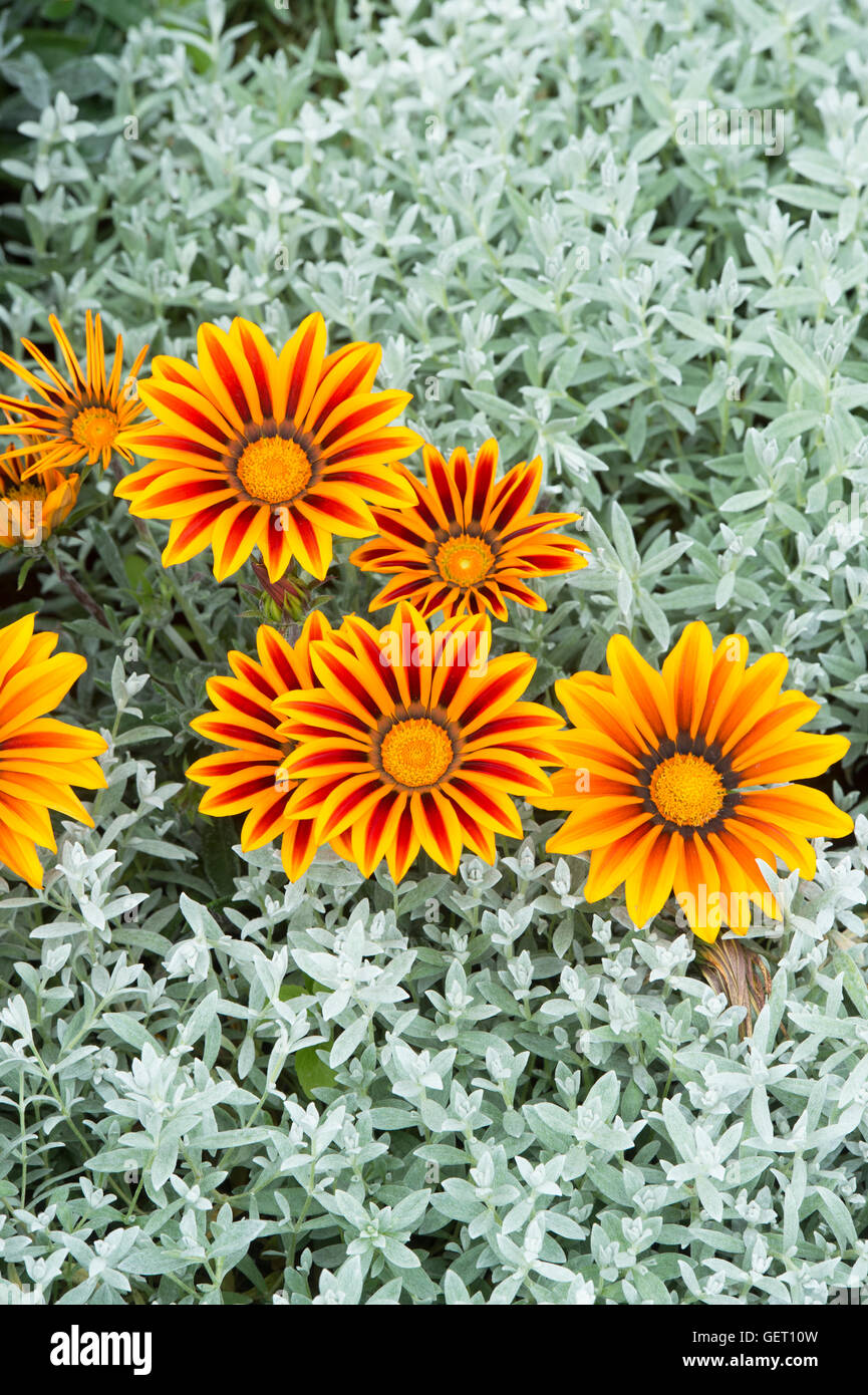 Gazania flowers Stock Photo