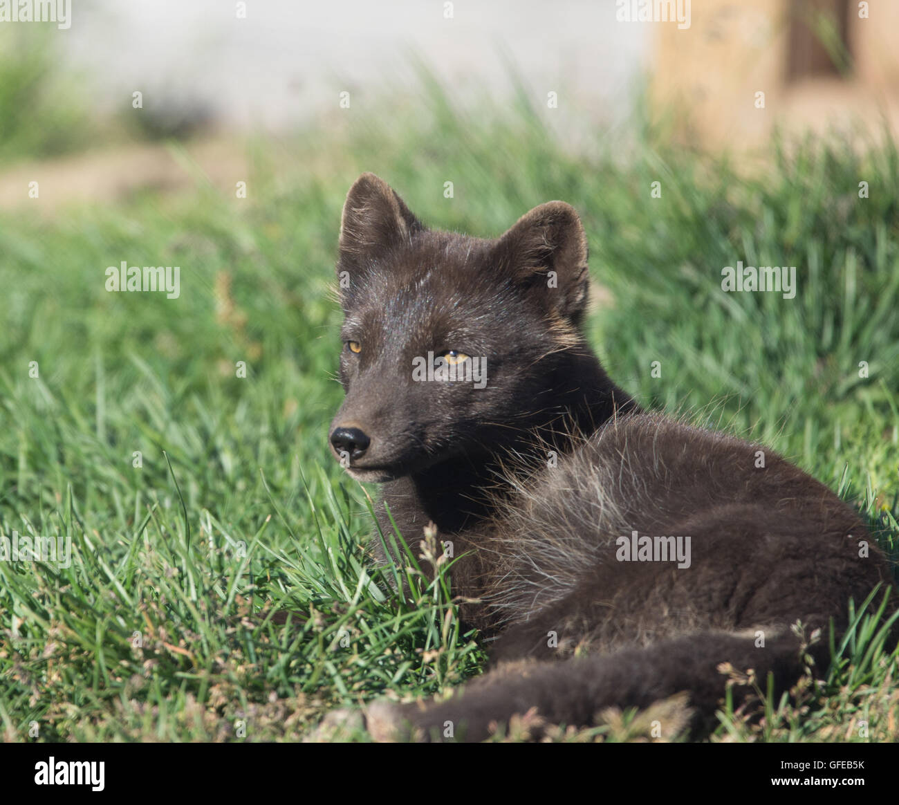 Arctic fox, West Fjords, Iceland Stock Photo - Alamy