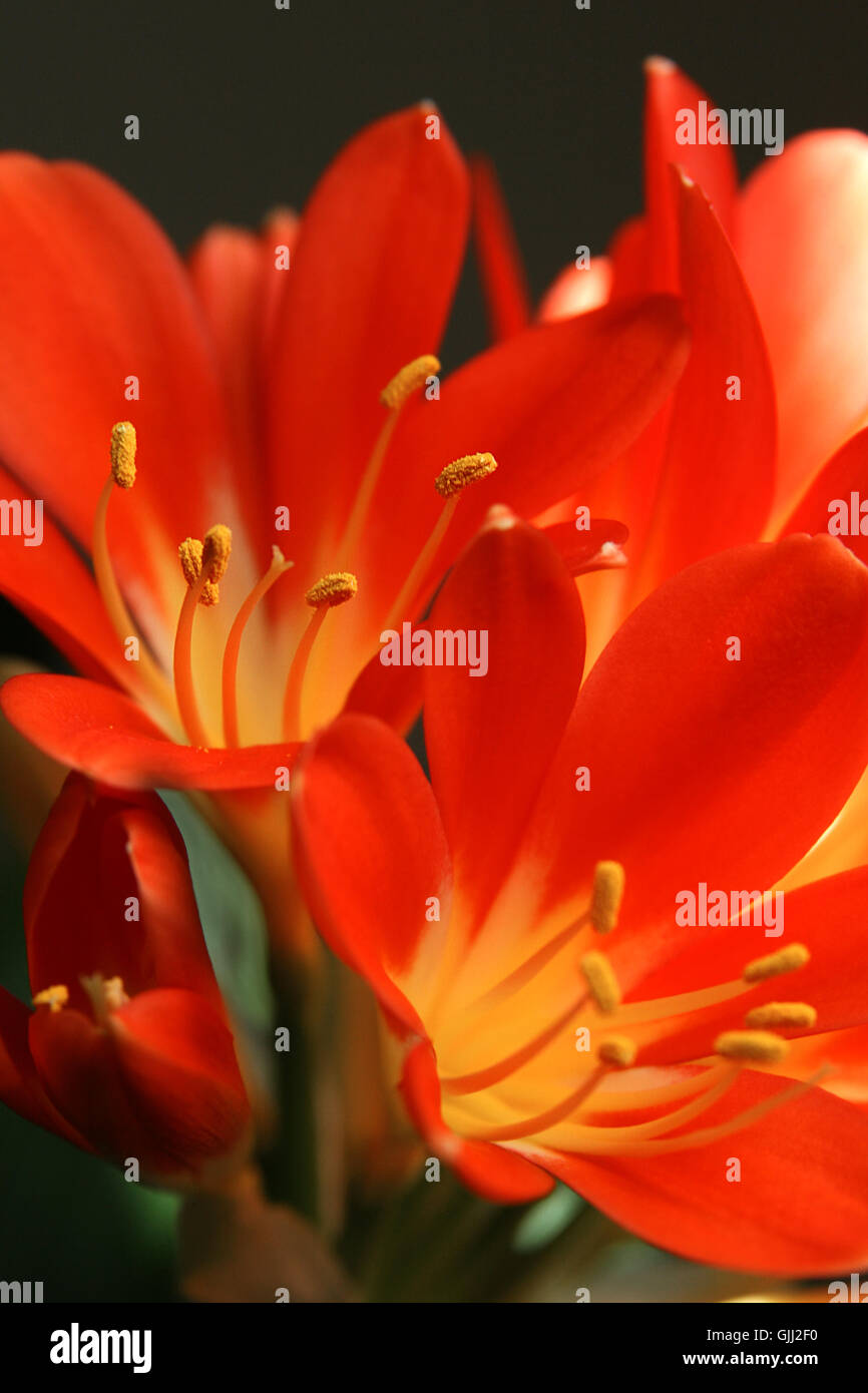 flower plant shine Stock Photo